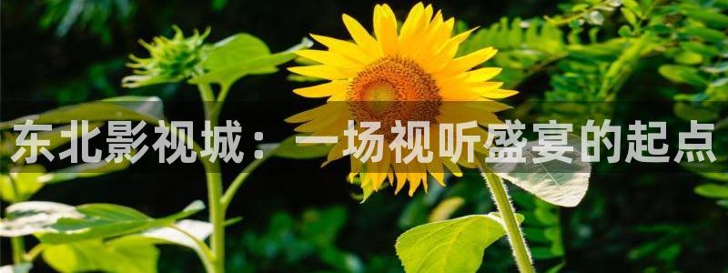 泡泡视频网站